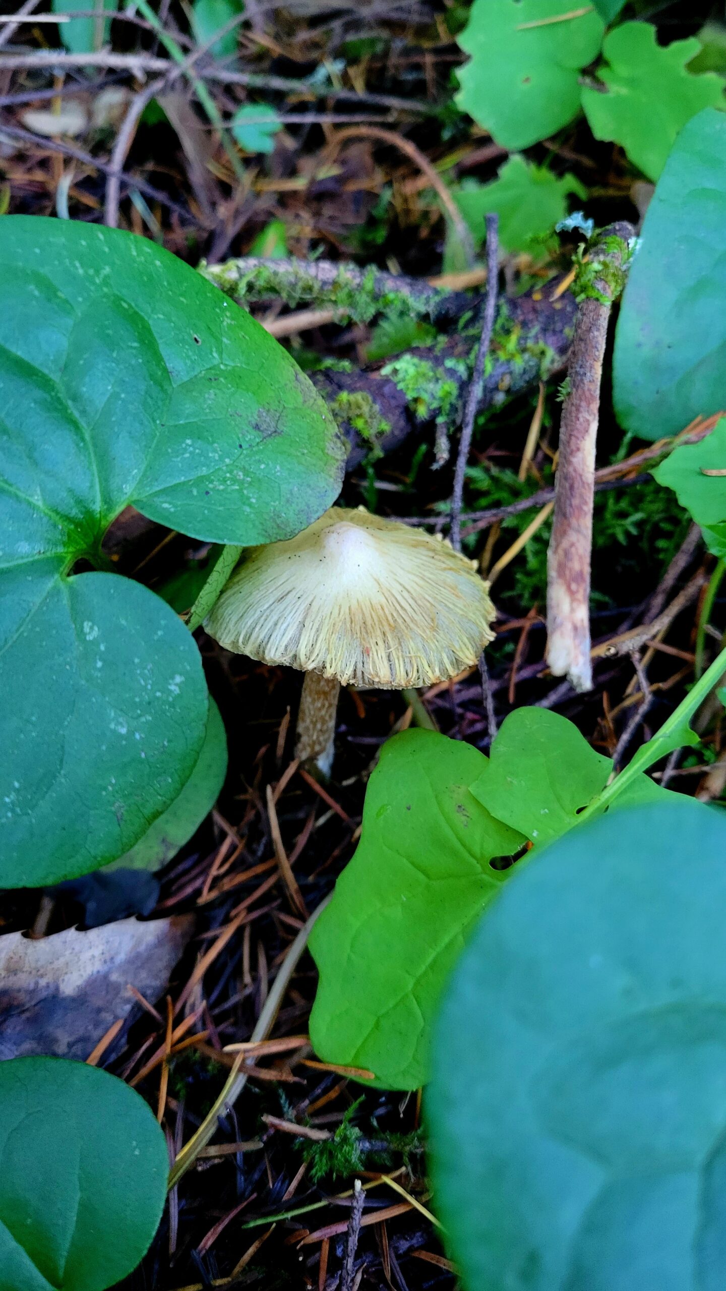 mushroom hiding under forest leaves