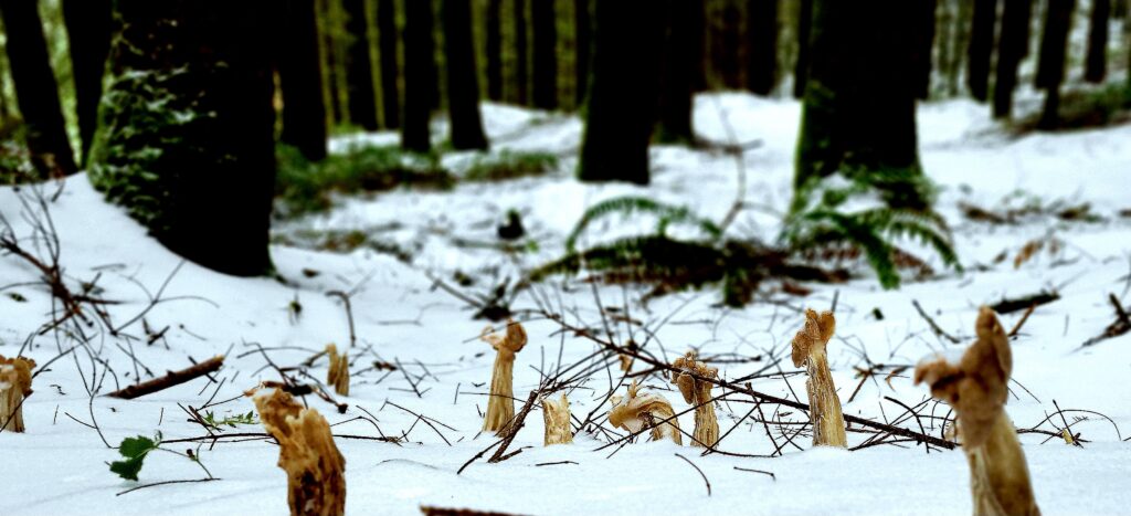 disintegrating mushrooms in a snowy forest floor.